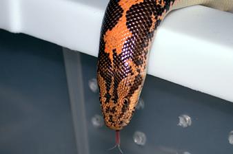  Kenyan sand boa 