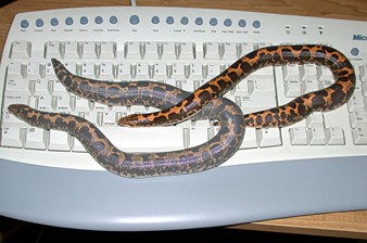  Kenyan sand boa 