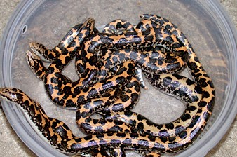 Baby Kenyan sand boas
