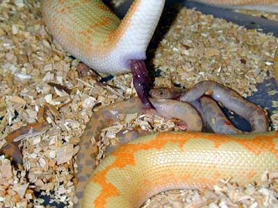  Kenyan sand boa birth 