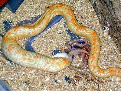  Kenyan sand boa birth 