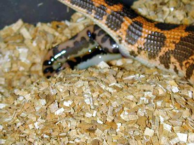  Kenyan sand boa birth 