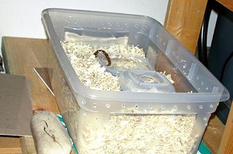  Kenyan sand boa 