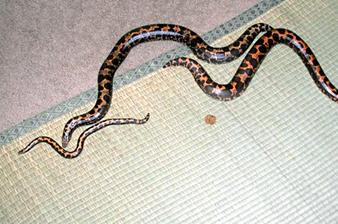  Kenyan sand boa 