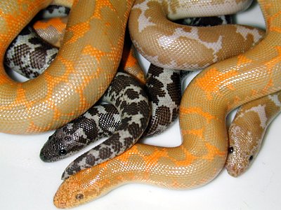  Kenyan sand boa morphs 