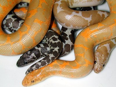 Eryx - Kenyan sand boa page - information about Eryx Kenyan sand boas