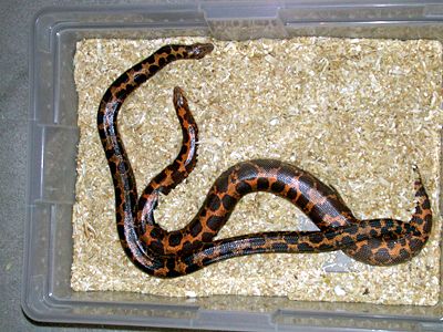  Kenyan sand boa birth 