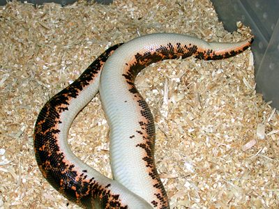  Kenyan sand boa birth 