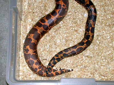  Kenyan sand boa birth 